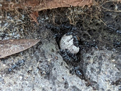 Leptogenys falcigera