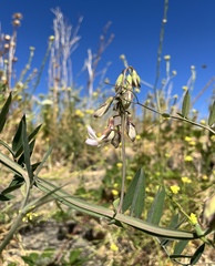 Lathyrus jepsonii jepsonii