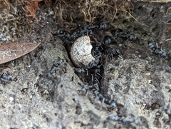 Leptogenys falcigera