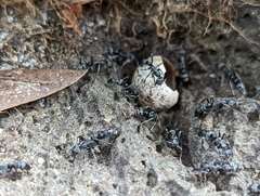 Leptogenys falcigera