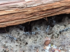 Leptogenys falcigera