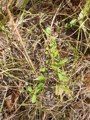 Synostemon hirtellus