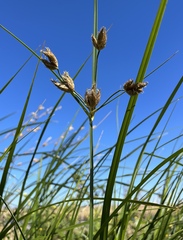 Bolboschoenus glaucus