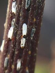 Trullifiorinia acaciae