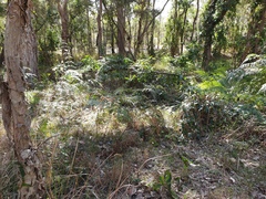 Pteridium esculentum