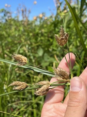 Bolboschoenus glaucus