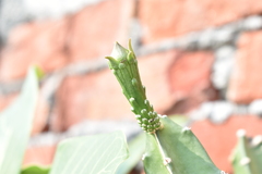 Acanthocereus tetragonus