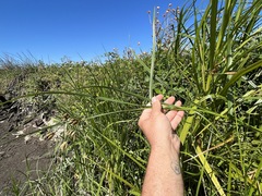 Bolboschoenus glaucus