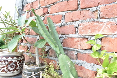 Acanthocereus tetragonus