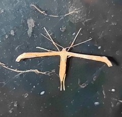 Emmelina monodactyla