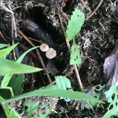 Collybiopsis quercophila