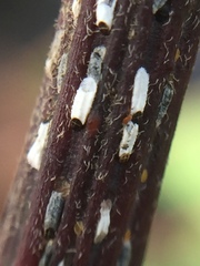 Trullifiorinia acaciae