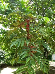 Pentagonia pinnatifida