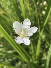 Parnassia cirrata intermedia