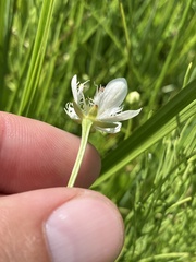 Parnassia cirrata intermedia