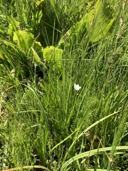 Parnassia cirrata intermedia