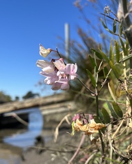 Lathyrus jepsonii jepsonii