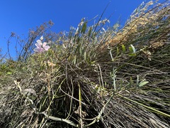 Lathyrus jepsonii jepsonii