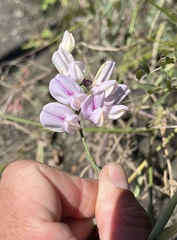 Lathyrus jepsonii jepsonii