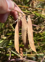 Lathyrus jepsonii jepsonii
