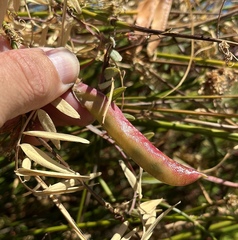 Lathyrus jepsonii jepsonii