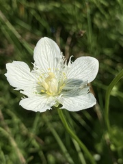 Parnassia cirrata intermedia