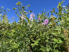 Lathyrus jepsonii jepsonii