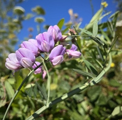 Lathyrus jepsonii jepsonii