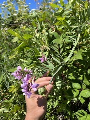Lathyrus jepsonii jepsonii