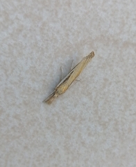 Agriphila deliella