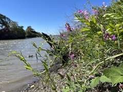 Lathyrus jepsonii jepsonii