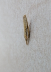 Agriphila deliella