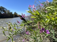 Lathyrus jepsonii jepsonii