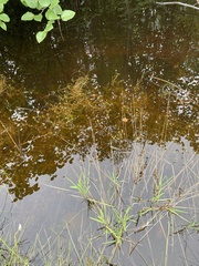 Ranunculus gmelinii gmelinii