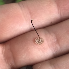 Collybiopsis quercophila