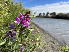 Lathyrus jepsonii jepsonii