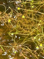 Ranunculus gmelinii gmelinii