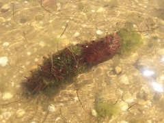 Holothuria arguinensis