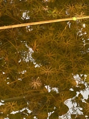 Ranunculus gmelinii gmelinii