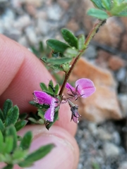 Indigofera pilgeriana