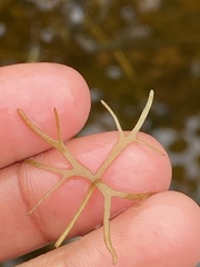 Ranunculus gmelinii gmelinii