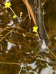 Ranunculus gmelinii gmelinii