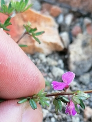 Indigofera pilgeriana