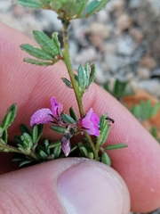 Indigofera pilgeriana