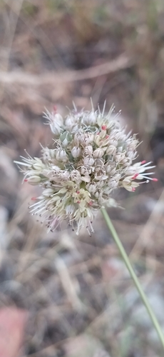 Allium talassicum, photograph 1