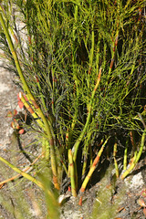 Baloskion tetraphyllum