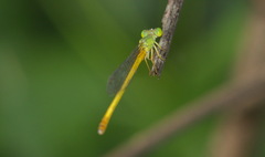 Ceriagrion indochinense