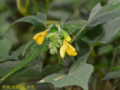 Salvia nipponica