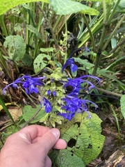 Salvia pichinchensis