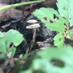 Collybiopsis quercophila